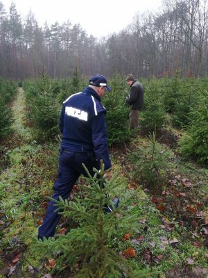 Policjant i leśnik podczas kontroli terenu z choinkami.