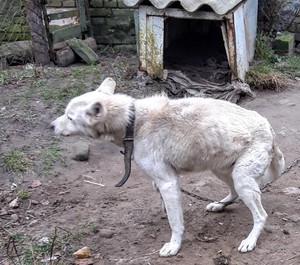 Odebrany pies uwiązany na łańcuchu. W tle rozwalająca się buda dla psa.