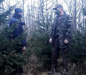 Policjant i leśnik idą wśród choinek. Policjant wskazuje palcem w stronę głębi lasu.