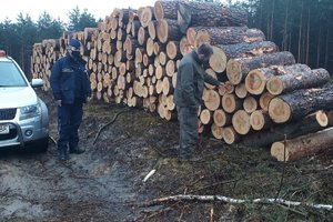 strażnik leśny sprawdza ścięte drzewa, obok stoi policjant