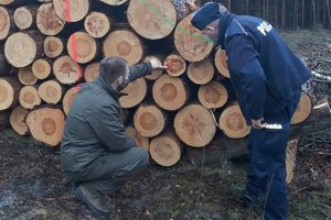 strażnik leśny oraz policjant razem sprawdzają pnie ściętych drzew