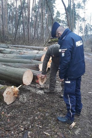 strażnik leśny pochyla się nad ściętymi pniami drzew, obok stoi policjant