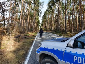 Policjant i radiowóz na tle przewróconego na drogę drzewa.