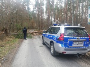 Policjant stoi przy powalonym, drzewie. Na pierwszym planie radiowóz.