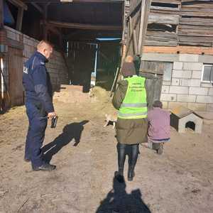 policjant i pracownik OTOZ Animals stoją przed budą psa. Obok nich przechodzi pies. W pobliżu na ziemi klęczy mężczyzna