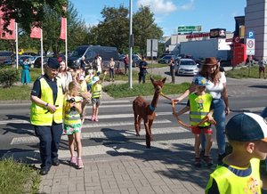 Dzieci w towarzystwie lamy przechodzą przez przejście dla pieszych. towarzyszą im policjanci.