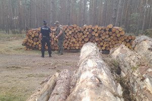 policjantka i strażnik leśny stoją przy kłodach