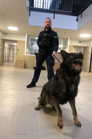 policjant stoi i trzyma na smyczy psa, który szczeka