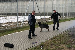strażnik więzienny stoi i trzyma na smyczy psa, który szczeka na pozoranta