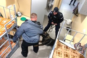 policjant stoi i trzyma na smyczy psa, który ugryzł pozoranta w rękę w celi