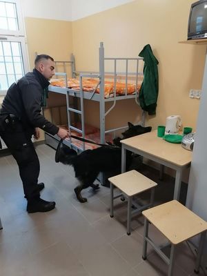 strażnik więzienny stoi i trzyma na smyczy psa, który tropi przy stoliku w celi