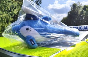 profilaktyka w koronowie