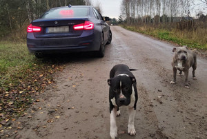 Policjanci z grupy SPEED uratowali dwa psy i zapobiegli zagrożeniu na drodze