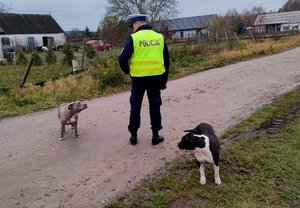 Policjanci z grupy SPEED uratowali dwa psy i zapobiegli zagrożeniu na drodze