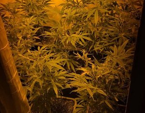 doniczki z roślinami konopi indyjskich