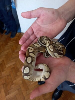 wąż na rękach mężczyzny