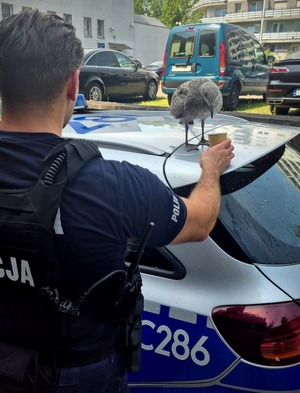 Policjant poi mewę.