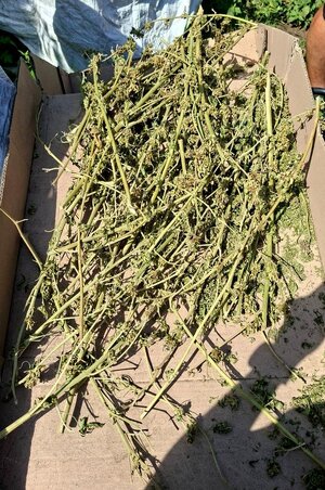 Policjanci zabezpieczyli ponad 1,3 kilograma marihuany i nie tylko