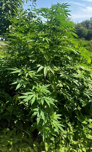 Policjanci zabezpieczyli ponad 1,3 kilograma marihuany i nie tylko